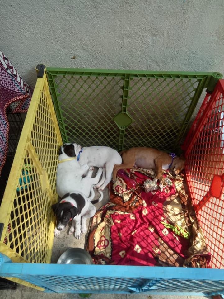 Miam Organizes Dog Adoption Camp