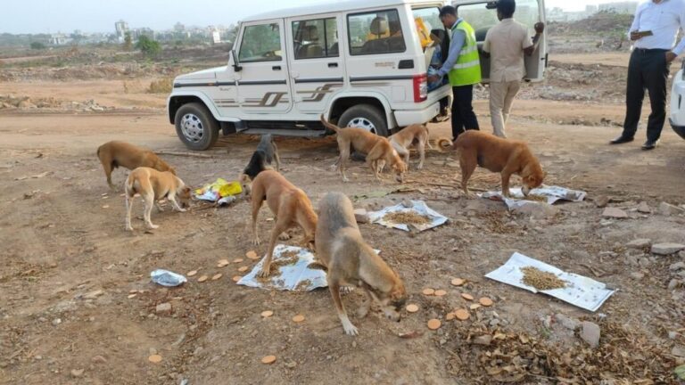 Miam Supports Stray Dog Feeding with Orpita Ghosh in Noida