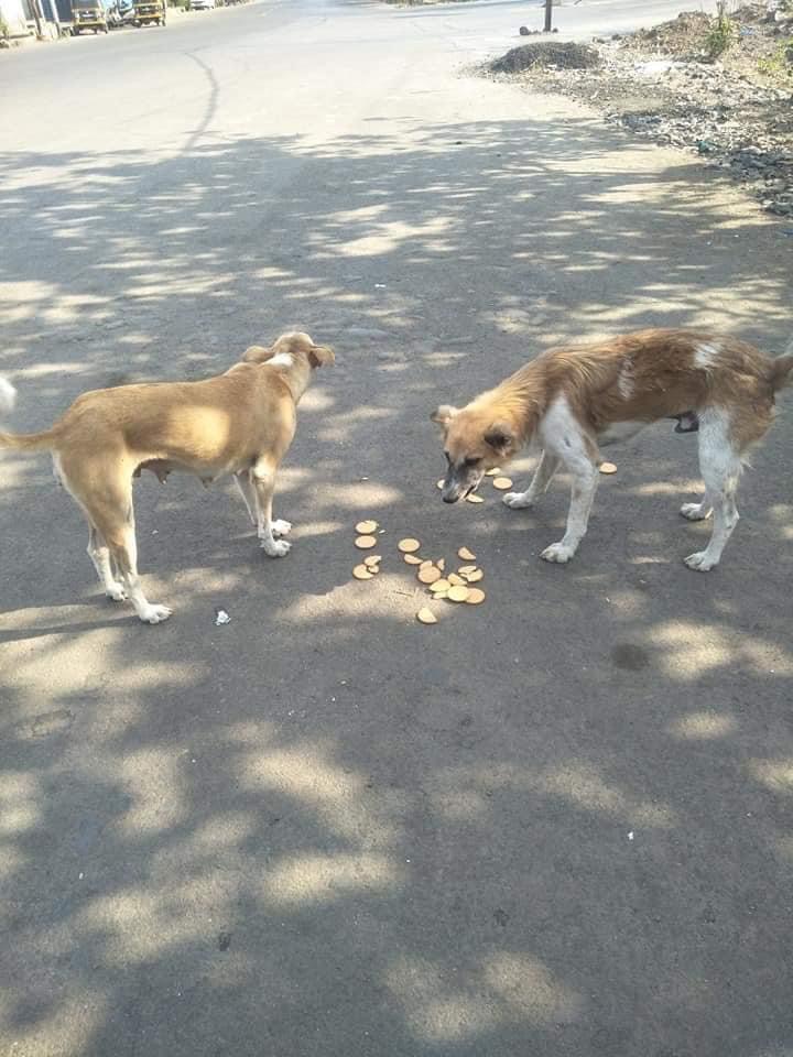Miam Supports Stray Dog Feeding with Orpita Ghosh in Noida