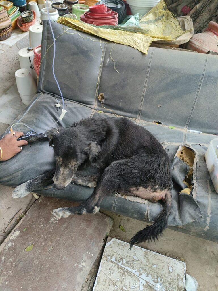 Miam and Oprita Ghosh Treat Stray Dogs in Noida
