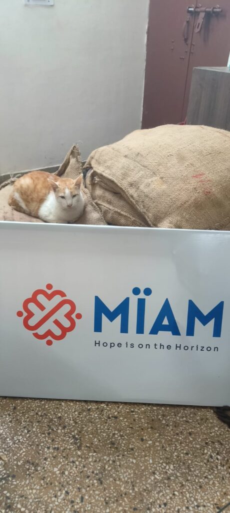 Miam Donates Gunni Bags to Support Stray Cats in Winter
